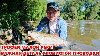 Жерех и голавль в жару | Рыбалка на малой реке | ВихровLIFE