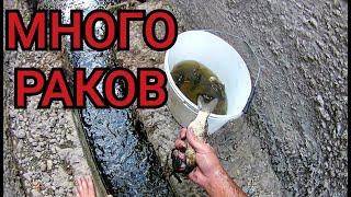 Ловля раков, рыбы руками на высыхающих бассейнах. Много раков!