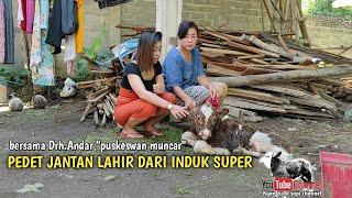 PEDET JANTAN BARU LAHIR "bersama drh.Andar"