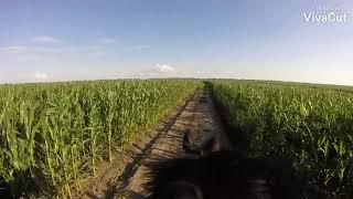 Прогулка на лошади(гоу про)бешеные скачки по полям,прогулка глазами всадника (верхом без седла)