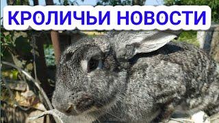 КРОЛИЧЬИ НОВОСТИ //Жизнь в деревне!!!