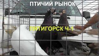 14.06.20.Птичий рынок г. Пятигорск ч1.Bird Market Pyatigorsk Part 1.
