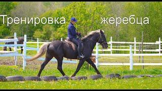 Тренировка молодого жеребца производителя. Яхонт.