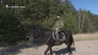 Конный патруль в лесах Орехово-Зуево