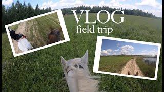 VLOG #2 FIELD TRIP HORSE RIDING | НАСТЯ РАЗБИЛА КМЕРУ? | кск Добромысли | поездка в поля на лошадях